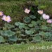 flower_pad_lily_kom_ubud_h_0061_bal4428.jpg